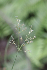Fimbristylis complanata