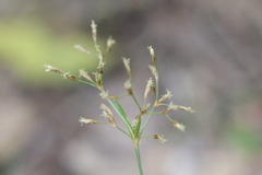 Fimbristylis complanata