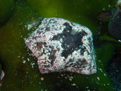 Parvulastra dyscrita