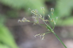 Fimbristylis complanata
