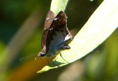 Tagiades insularis