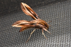 Xylophanes thyelia