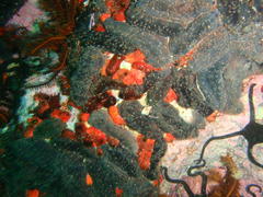 Pentacta doliolum
