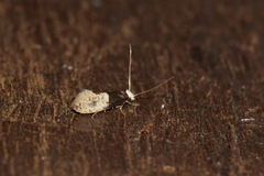Trichophaga tapetzella