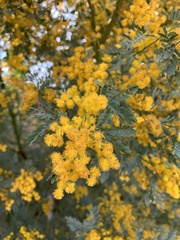 Acacia polybotrya