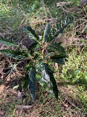 Solanum cinereum