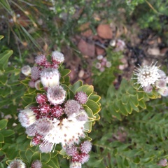 Leucospermum bolusii