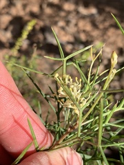 Grevillea triternata