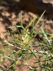 Grevillea triternata