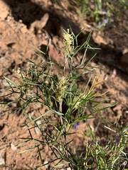 Grevillea triternata