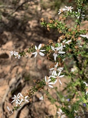 Olearia microphylla
