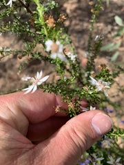 Olearia microphylla