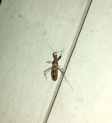 Oncocephalus pudicus