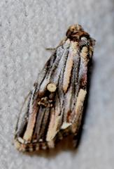 Anedhella rectiradiata