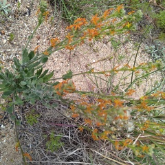 Manulea tomentosa
