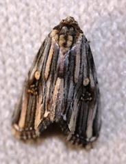 Anedhella rectiradiata