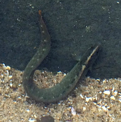 Cebidichthys violaceus