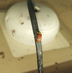 Cistelomorpha semirubra