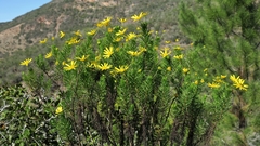 Euryops euryopoides