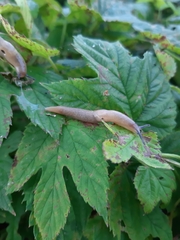 Deroceras caucasicum