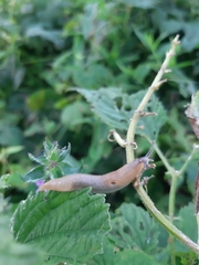 Deroceras caucasicum