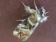 Callopistria repleta