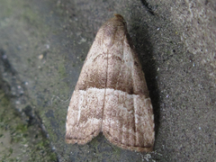 Hypenodes curvilineus