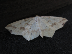 Pareclipsis gracilis