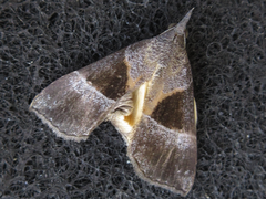 Hypena trigonalis