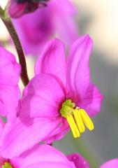 Ixia scillaris scillaris