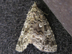 Protodeltote distinguenda