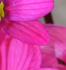 Ixia scillaris scillaris