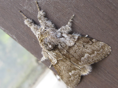 Calliteara argentata