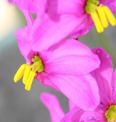 Ixia scillaris scillaris