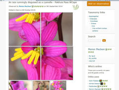 Ixia scillaris scillaris