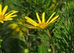 Euryops euryopoides