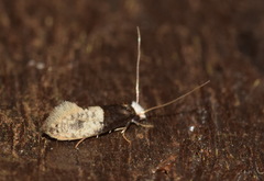 Trichophaga tapetzella