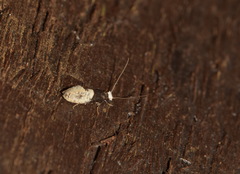 Trichophaga tapetzella