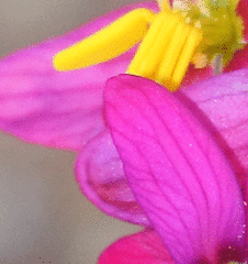 Ixia scillaris scillaris