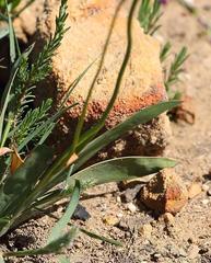 Ixia scillaris scillaris