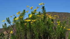 Euryops euryopoides