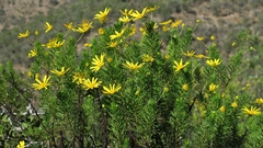 Euryops euryopoides