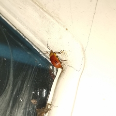 Cistelomorpha semirubra