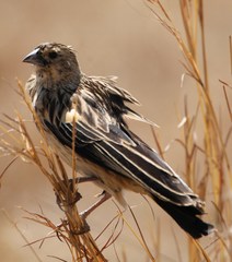 Euplectes progne progne