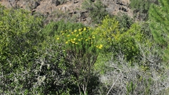 Euryops euryopoides