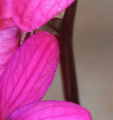 Ixia scillaris scillaris