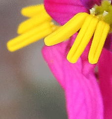 Ixia scillaris scillaris