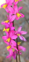 Ixia scillaris scillaris