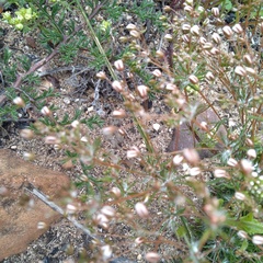 Pharnaceum elongatum