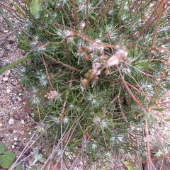 Pharnaceum elongatum